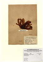 藏品(小海帶)的圖片